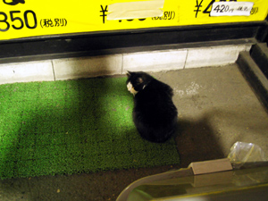 Photo: ドンキの猫 2007. Japan, Contax i4R, Carl Zeiss Tessar T* F2.8/6.5. 