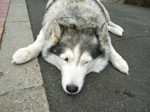 Photo: 落ちている犬 2008. Tokyo, Ricoh GR DIGITAL, GR LENS F2.4/28. 