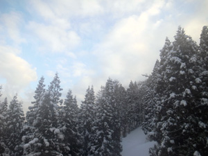Photo: Snow trees 2010. Nagano, Japan, Ricoh GR DIGITAL III, GR LENS F1.9/28. 