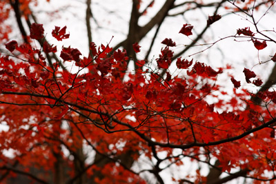Photo: red leaves 2009. Saitama, Japan, Sony α900, Carl Zeiss Planar T* 85mm/F1.4(ZA), cRAW