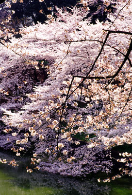 Photo: 桜 2003. Tokyo, Japan, Contax RX, Carl Zeiss Planar T* 1.4/85(MM), Kodak EBX 
