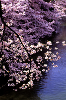 Photo: 桜 2006. Tokyo, Japan, Contax RX, Carl Zeiss Planar T* 1.4/85(MM), Kodak EBX. 