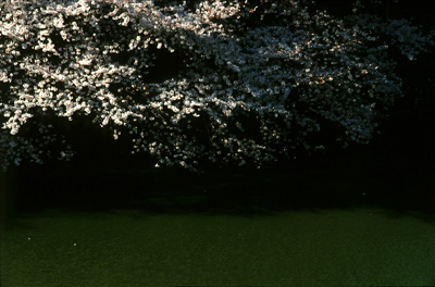 Photo: 春景1 2008. Tokyo, Japan, Contax RX, Carl Zeiss Vario-Sonnar T* 35-135mm/F3.3-4.5(MM), Kodak EBX