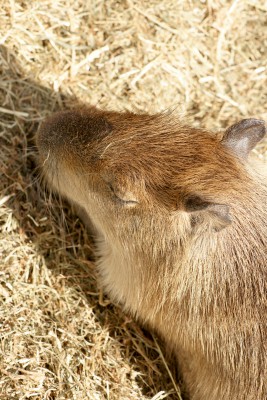 Sleeping capybara