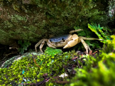 Mr. small river crab.