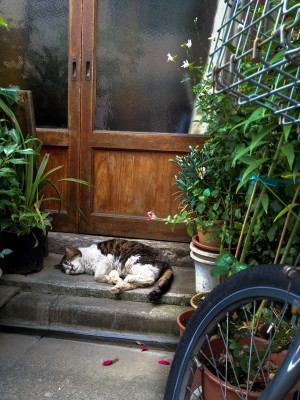 A nap in the entrance