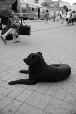 "Black stray dog waits something at Vladivostok station"