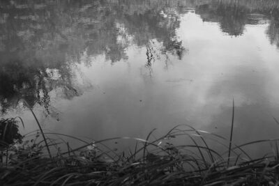 Photo: "Early Summer Pond with Water Striders."