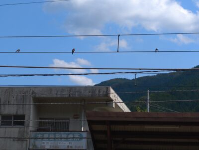 Photo: “Swallows."