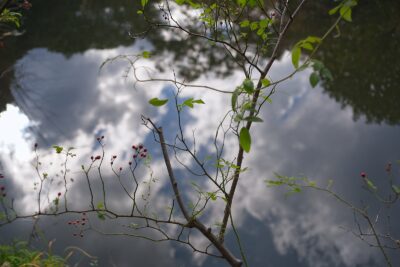 Photo: "A pond."